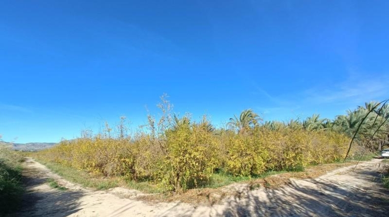 Alicante - Albatera - 16300m2