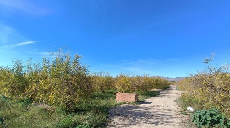 Alicante - Albatera - 16300m2