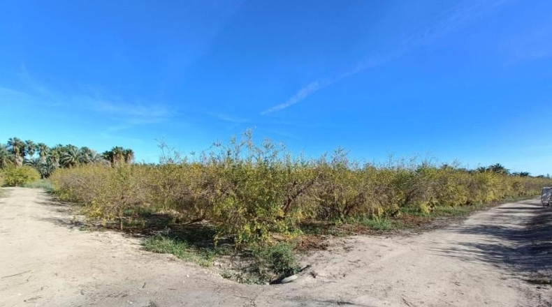 Alicante - Albatera - 16300m2