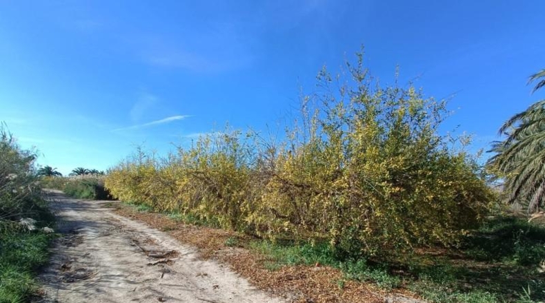 Alicante - Albatera - 16300m2