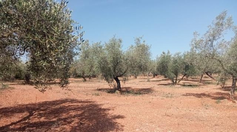 Tarragona - Ulldecona - 40417m2