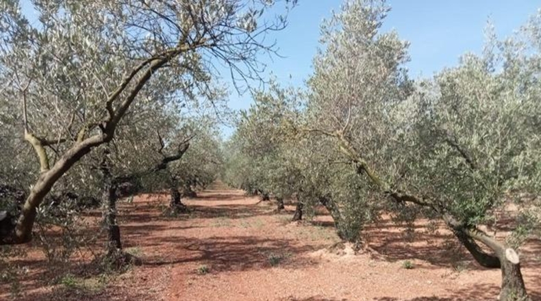 Tarragona - Ulldecona - 40417m2
