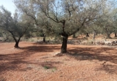 Casa de camp amb terreny en venda a la España, Ulldecona, ref.: TR296700 foto