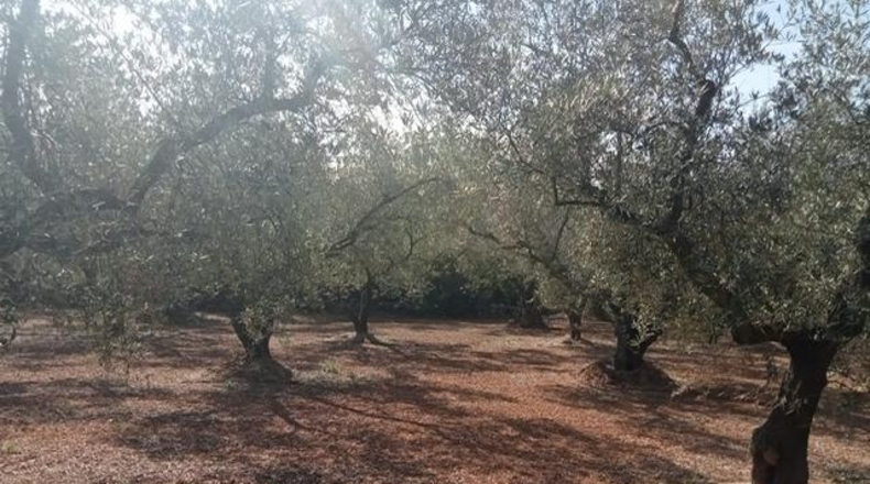 Tarragona - Ulldecona - 40417m2