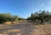 Casa de camp amb terreny en venda a la España, Ulldecona, ref.: TR296700 foto