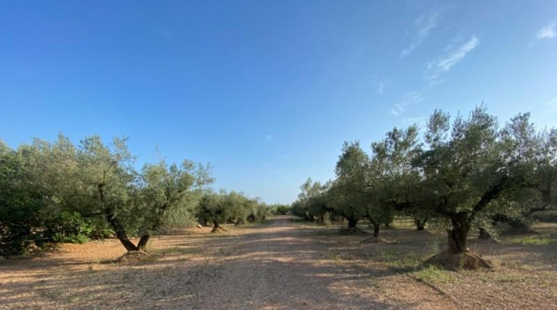 Tarragona - Ulldecona - 40417m2
