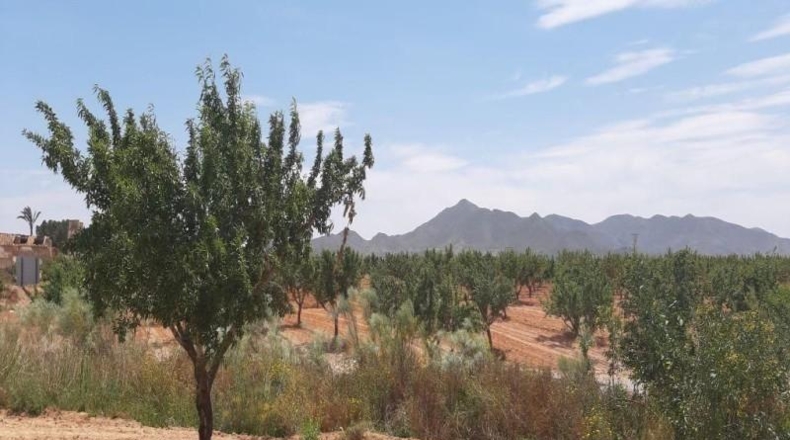 Murcia - Fuente Álamo de Murcia - 73m2
