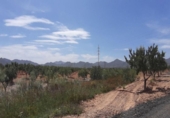 Non-developable land for sale on España, Fuente Álamo, ref: TR328773 photo