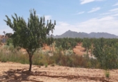 Non-developable land for sale on España, Fuente Álamo, ref: TR328773 photo
