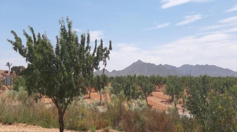 Murcia - Фуэнте Аламо де Мурсия - 73969m2