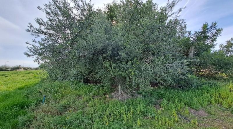 Tarragona - Reus - 11534m2