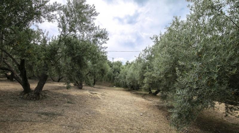 Granada - Huétor de Santillán - 1489m2