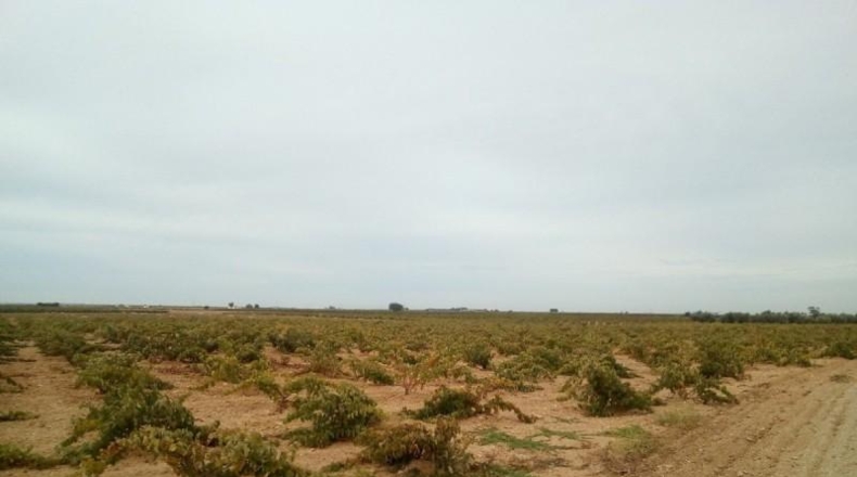 Ciudad Real - Tomelloso - 48000m2