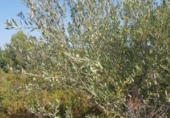Xalet independent amb terreny en venda a la España, Sant Jordi, ref.: TR301113 foto