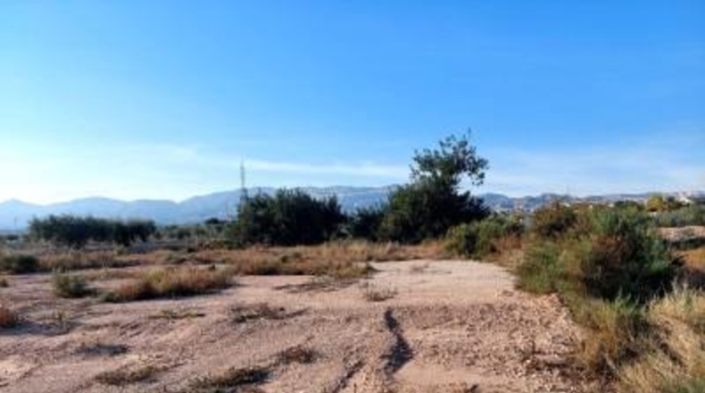 Alicante - Crevillente - 13000m2