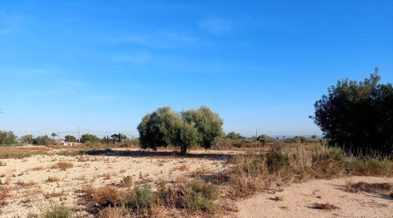 Alicante - Crevillente - 13000m2