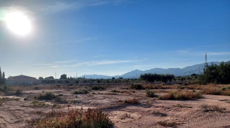 Alicante - Crevillente - 13000m2