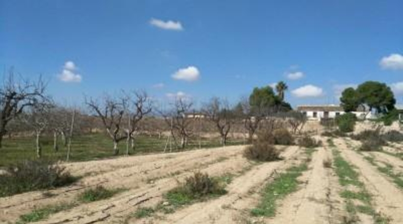 Murcia - Fuente Álamo de Murcia - 4070m2