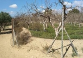 Casa de camp amb terreny en venda a la España, Fuente Álamo, ref.: TR301378 foto