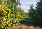 Земля на продажу у города Мурсия Фото
