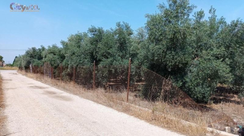 Murcia - Molina de Segura - 2239m2