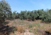 Terreny no urbanitzable en venda a la España, Molina de Segura, ref.: TR271440 foto