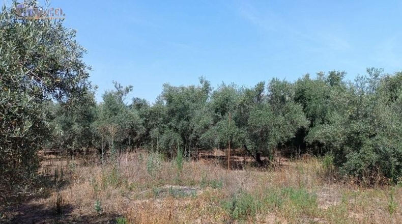 Murcia - Molina de Segura - 2239m2