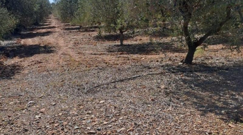 Tarragona - Montbrió del Camp - 21606m2