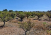 Chalet independiente con terreno en venta en la España, Montbrió del Camp, ref: TR302552 foto