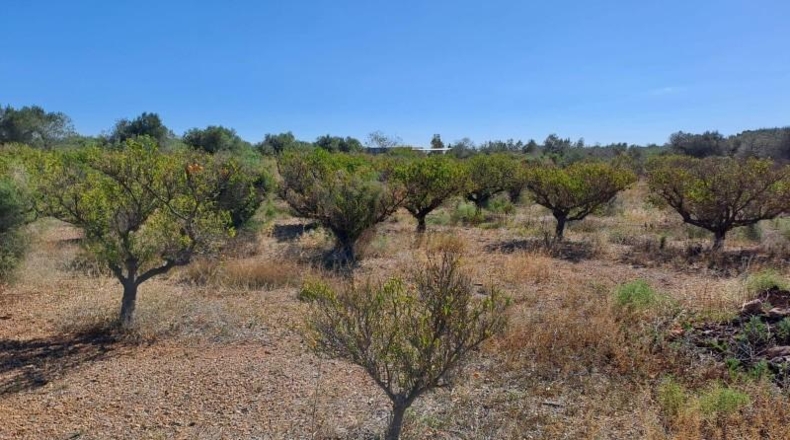 Tarragona - Montbrió del Camp - 21606m2