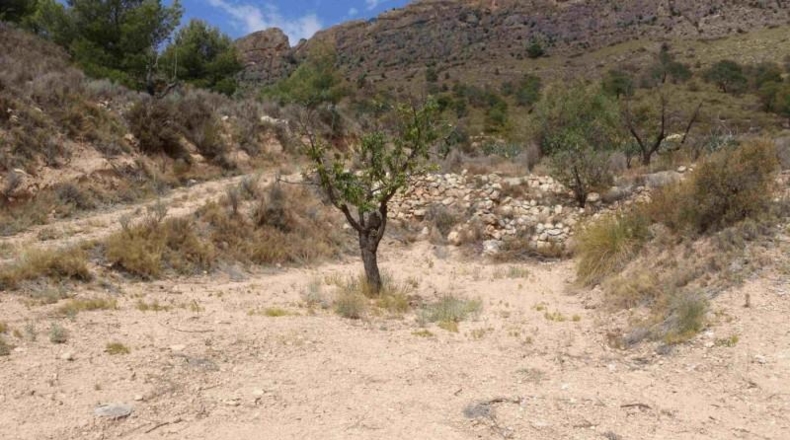 Murcia - Murcia - 360000m2