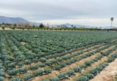 Sòl urbà en venda a la España, Múrcia, ref.: TR127893 foto