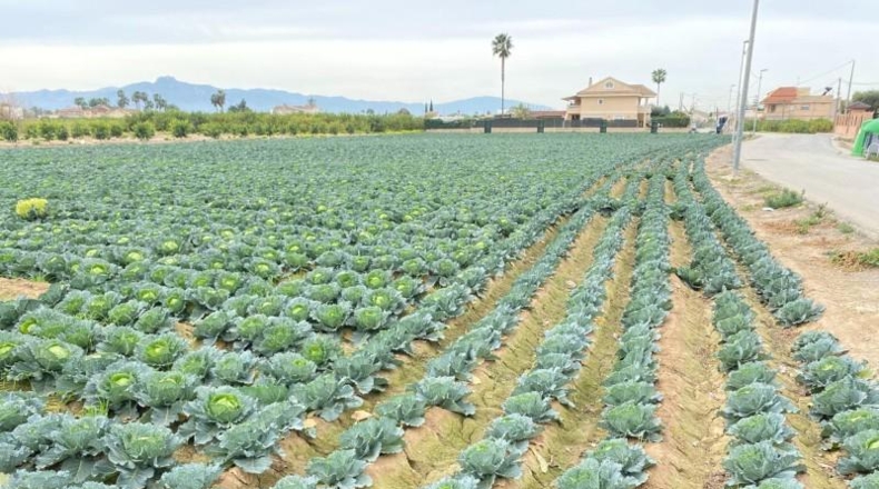 Múrcia - Múrcia - 1700m2