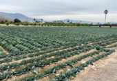 Sòl urbà en venda a la España, Múrcia, ref.: TR127893 foto