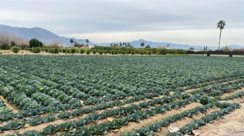 Múrcia - Múrcia - 1700m2