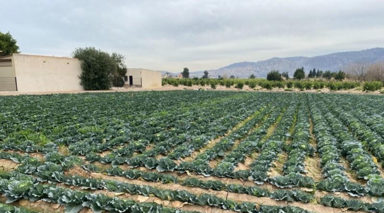 Múrcia - Múrcia - 1700m2