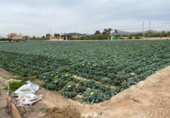 Sòl urbà en venda a la España, Múrcia, ref.: TR127893 foto