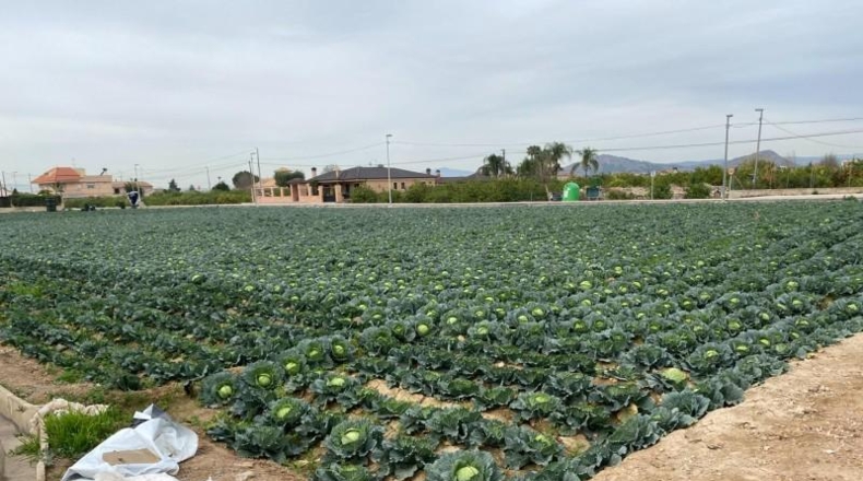 Múrcia - Múrcia - 1700m2