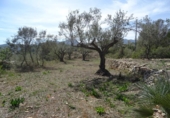 Casa de camp amb terreny en venda a la España, Alcalalí, ref.: TR295660 foto