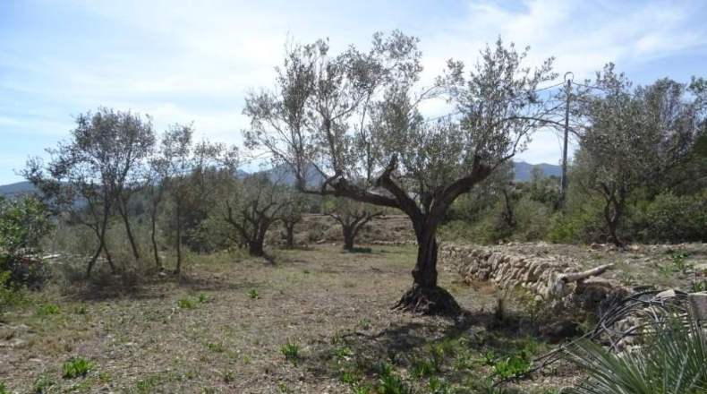 Alicante - Alcalalí - 1167m2