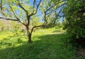 Suelo urbano en venta en la España, Tarriba, ref: TR129424 foto