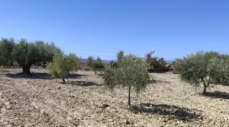 Murcia - Abanilla - 43684m2
