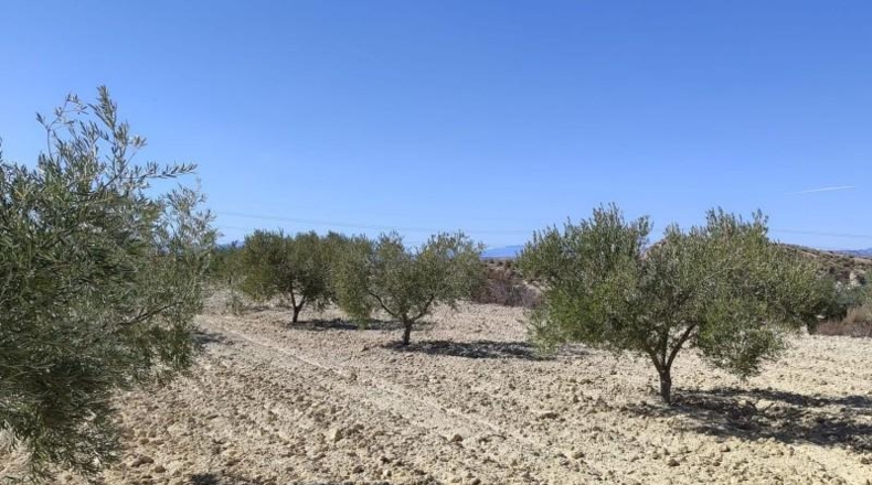 Murcia - Abanilla - 43684m2