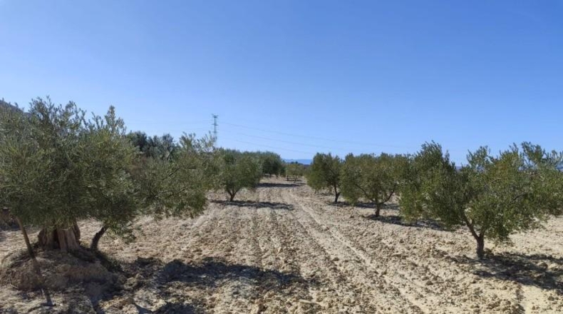 Murcia - Abanilla - 43684m2