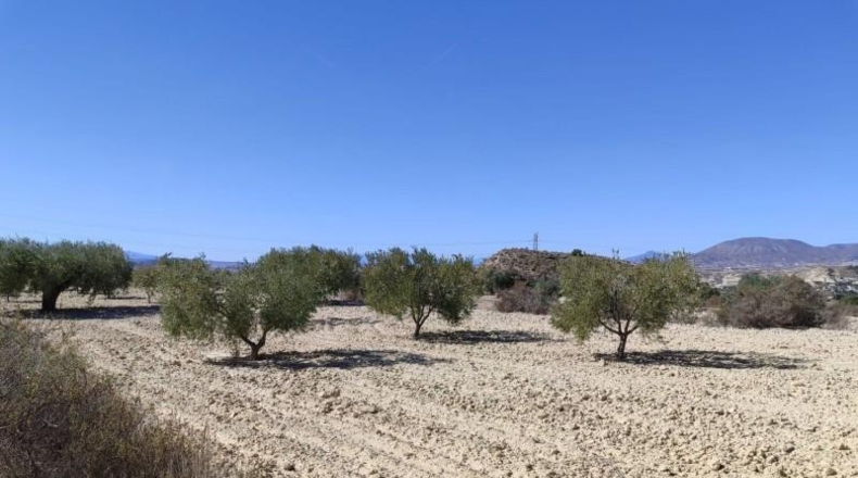 Murcia - Abanilla - 43684m2