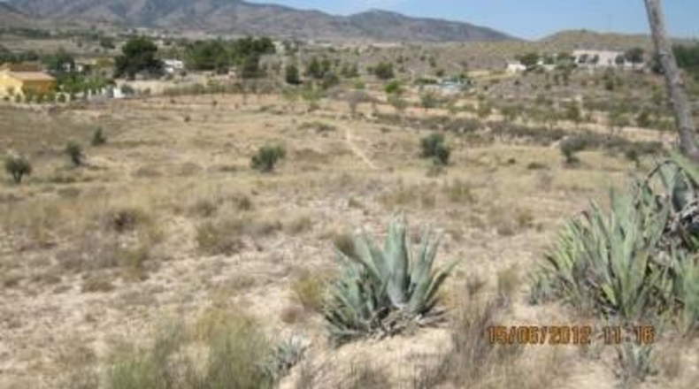 Alicante - Monóvar - 43000m2