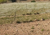 House with land for sale on España, Novelda, ref: TR296129 photo