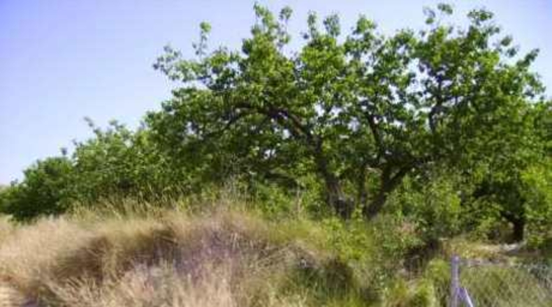 Múrcia - Calasparra - 4740m2