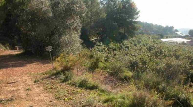 Alicante - Callosa de Ensarriá - 15407m2