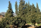 Non-developable land for sale on España, Callosa d'en Sarrià, ref: TR380890 photo